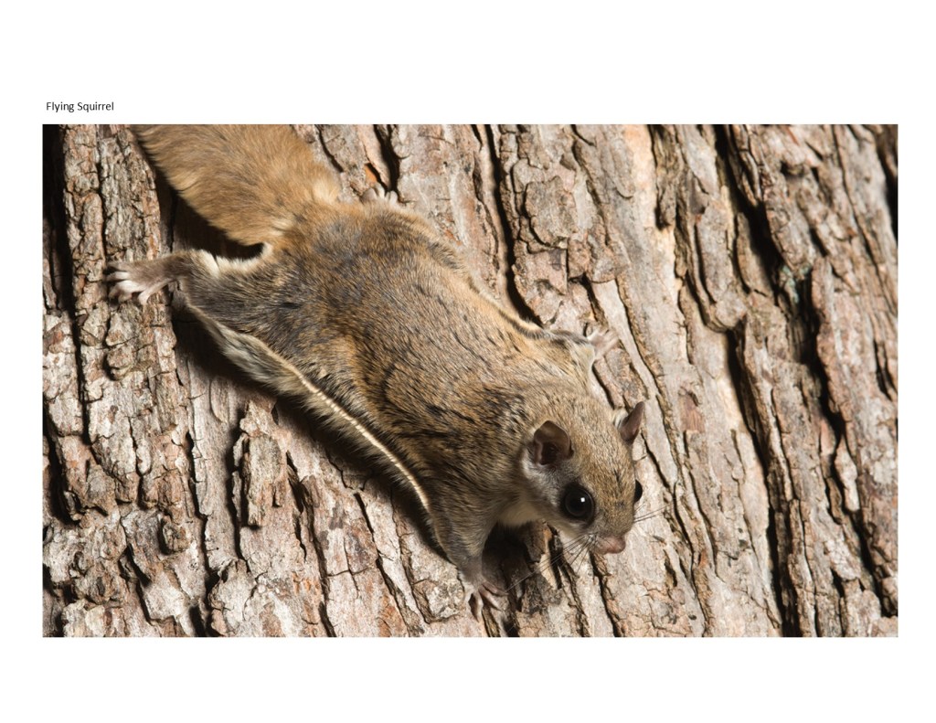 flying squirrel on a tree trunk