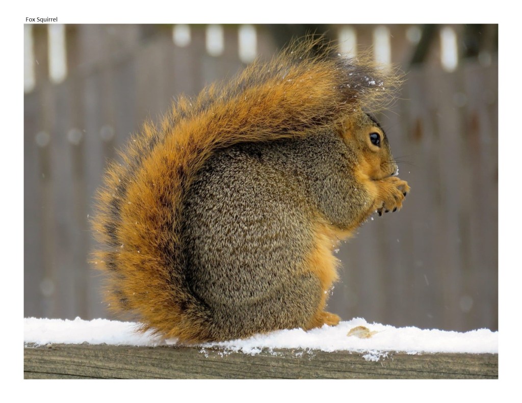 fox squirrel