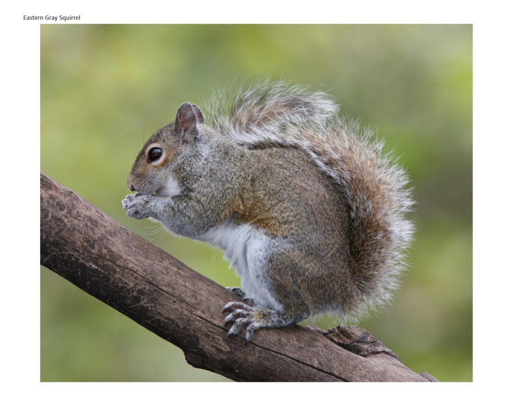 gray squirrel