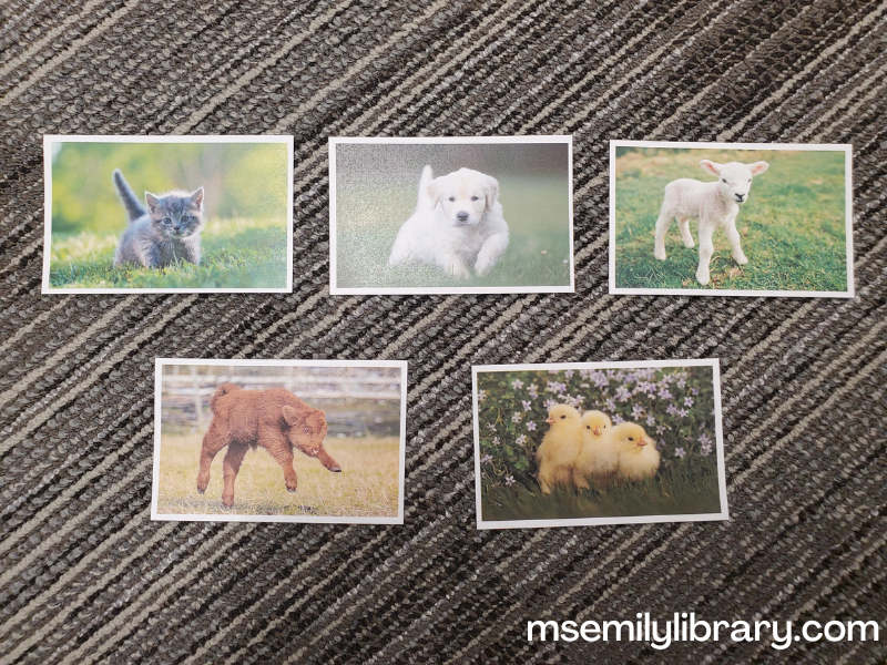 printed cards of photos of baby animals - a kitten, puppy, lamb, calf, and chicks.