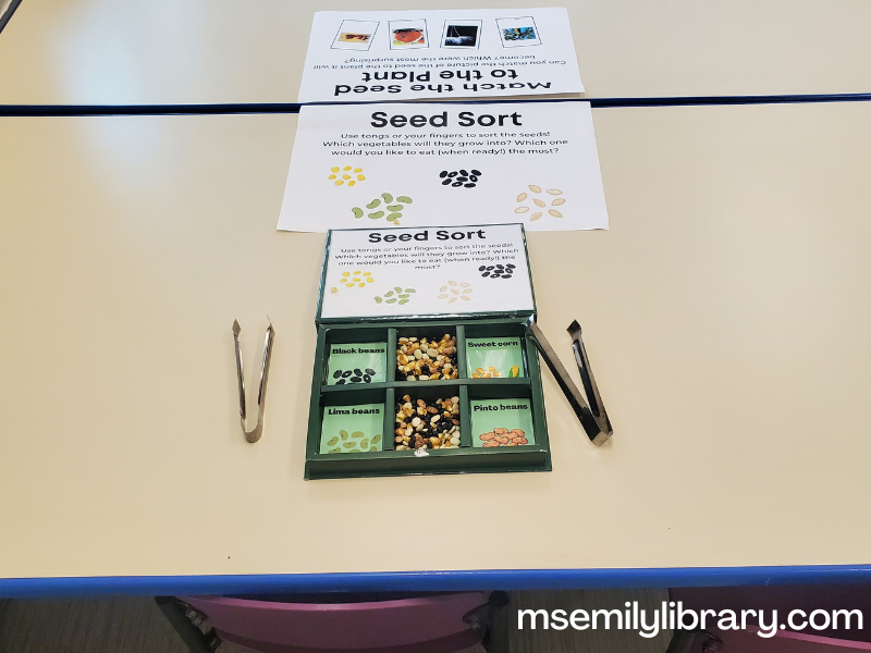 seed sorting station, showing a box with 6 sections. a mix of seeds are in the two middle sections, and the four others are labeled: sweet corn, lima beans, pinto beans, and black beans.